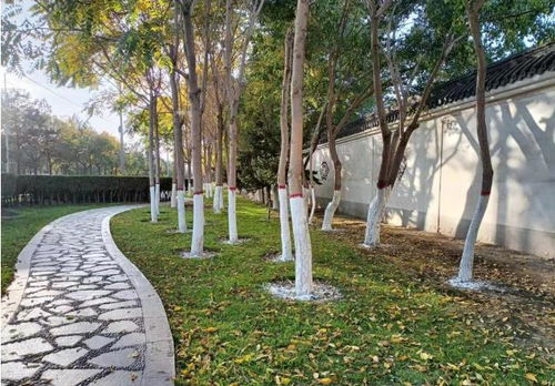 市林草局園林綠化大隊有序開展樹木涂白工作 筑牢冬季綠化養護“防護墻”