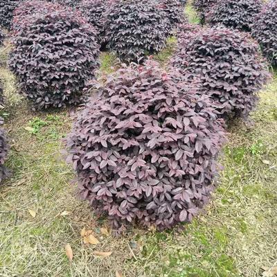 紅花繼木球價格與批發指南 沭陽誠盛園林助力綠化工程高效落地